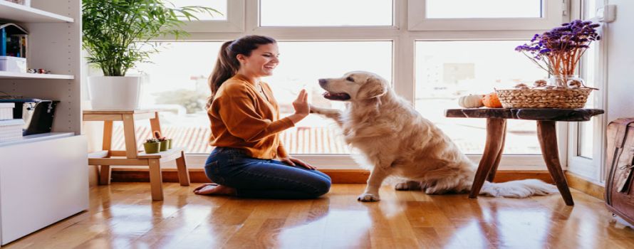 American Cities Are Growing in Popularity with Dog Owners